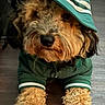 dog, puppy, curly_fur, green_hoodie, green_hat, pet, indoor, wooden_floor, cute, cozy, fur, animal, canine, lying_down, portrait, clothing, fashion, adorable, domestic_animal, mammal