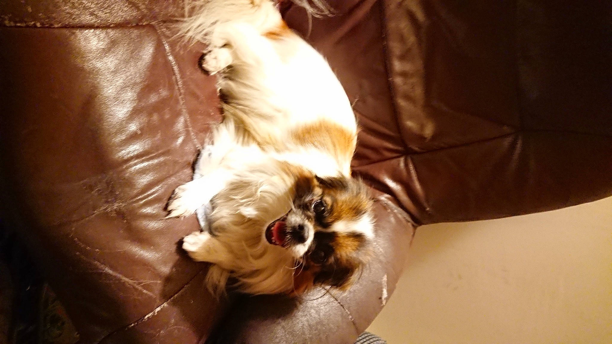 Inaya a rejoint le concours — aidez-le/la à gagner de superbes lots ! canidae, carnivore, comfort, companion_dog, couch, dog_breed, ear, fawn, felidae, fur, human_leg, linens, nap, puppy, sitting, small_to_medium_sized_cats, snout, sporting_group, toy_dog, whiskers