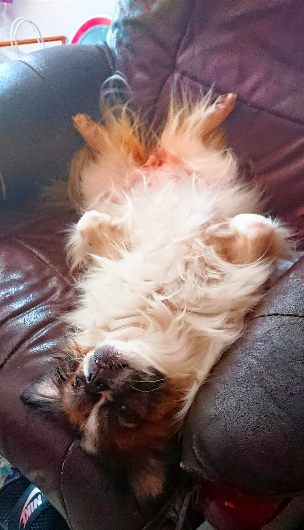 Inaya participe au concours pour gagner de l'argent avec cette photo : canidae, carnivore, cat, claw, comfort, companion_dog, couch, dog_breed, ear, fawn, felidae, fur, human_leg, nap, paw, small_to_medium_sized_cats, snout, tail, whiskers, window