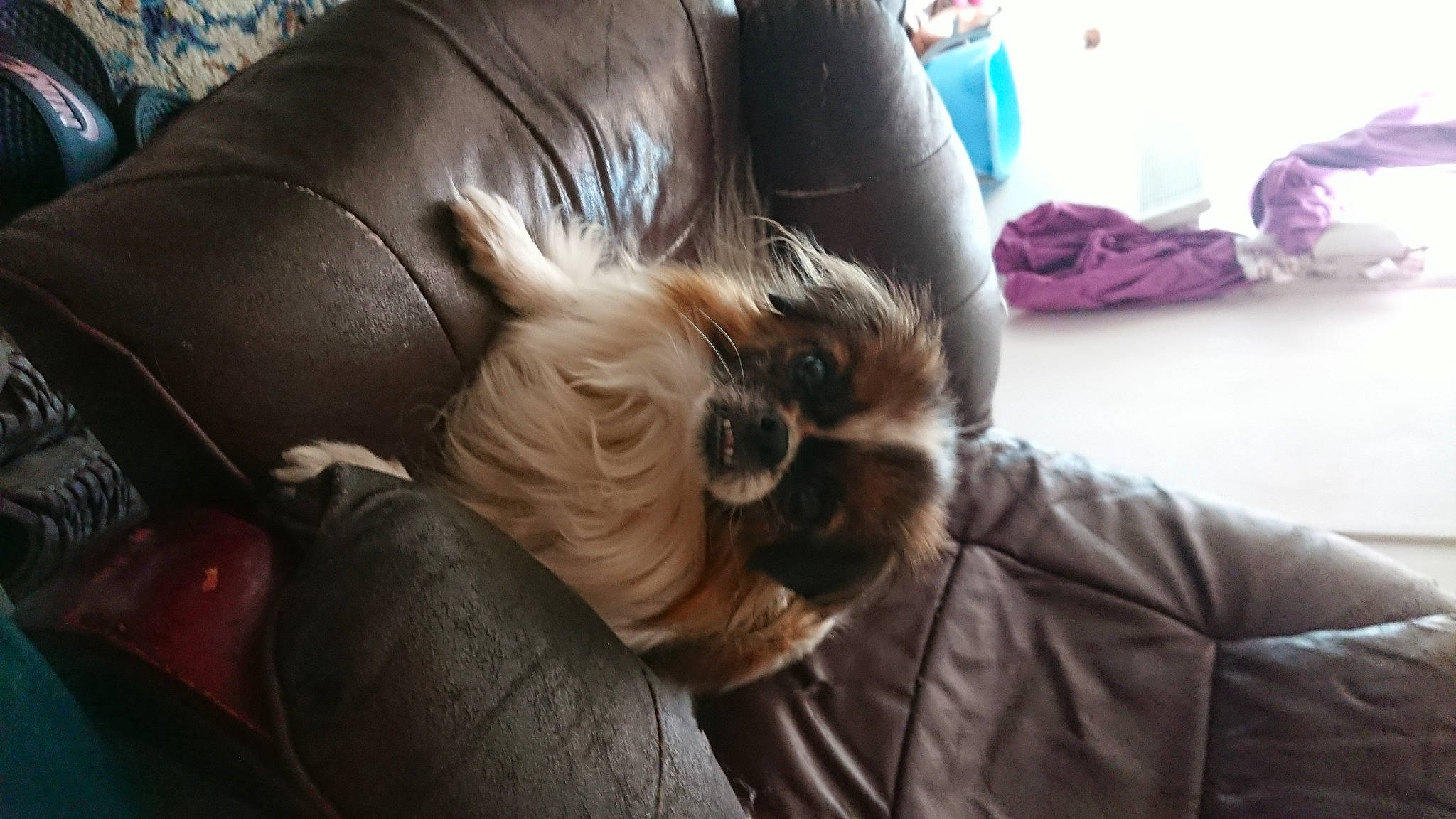 Inaya a rejoint le concours — aidez-le/la à gagner de superbes lots ! beard, blond, comfort, companion_dog, couch, dog_breed, eyelash, eyewear, facial_hair, felidae, gesture, human_leg, mammal, nail, small_to_medium_sized_cats, sporting_group, sunglasses, textile, wrinkle, wrist