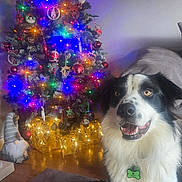 Mylo is registered to the contest to win money with this photo: dog, christmas_tree, lights, decorations, gift_boxes, gnome, living_room, floor, rug, smiling_dog, black_and_white, pet_tag, holiday, festive, indoor, wooden_floor, ornaments, pine_tree, happy, cozy