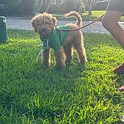 Cookie is registered to the contest to win money with this photo: dog, puppy, green_hoodie, leash, grass, sunlight, outdoor, pet, canine, walking, person, legs, shadow, curled_tail, fur, nature, garden, daylight, sidewalk, residential