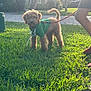 dog, puppy, green_hoodie, leash, grass, sunlight, outdoor, pet, canine, walking, person, legs, shadow, curled_tail, fur, nature, garden, daylight, sidewalk, residential