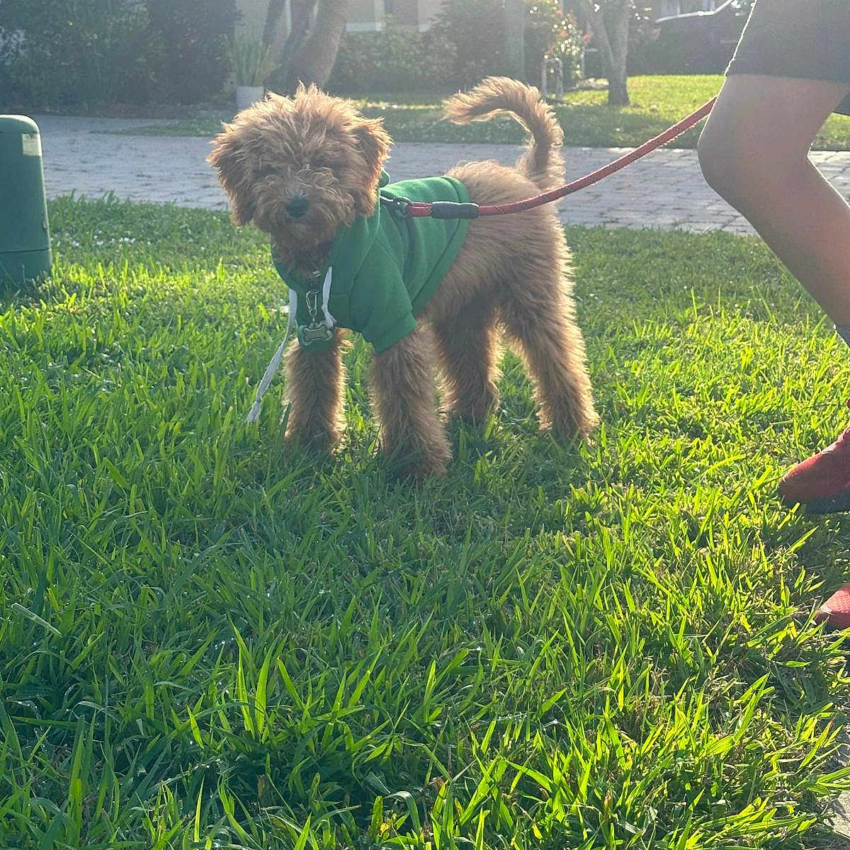 Cookie is registered to the contest to win money with this photo: canine, curled_tail, daylight, dog, fur, garden, grass, green_hoodie, leash, legs, nature, outdoor, person, pet, puppy, residential, shadow, sidewalk, sunlight, walking