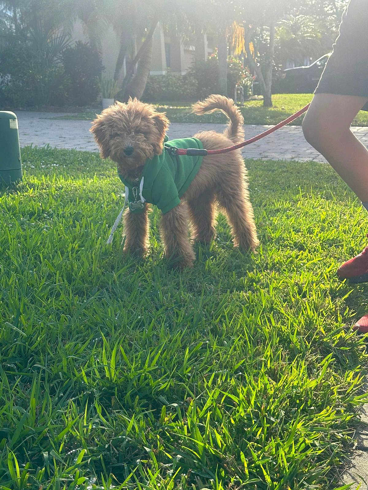 Cookie is registered to the contest to win money with this photo: dog, puppy, green_hoodie, leash, grass, sunlight, outdoor, pet, canine, walking, person, legs, shadow, curled_tail, fur, nature, garden, daylight, sidewalk, residential