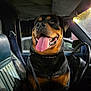 dog, rottweiler, car_interior, seat, steering_wheel, tongue_out, happy, pet, animal, leash, night, window, seatbelt, headlight_glare, vehicle, leather_seat, closeup, canine, domestic_animal, portrait
