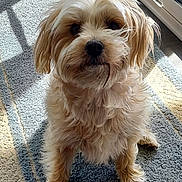 Ranger is registered to the contest to win money with this photo: dog, pet, indoor, carpet, sunlight, window, fur, cute, animal, small_dog, sitting, curious, light, shadow, floor, home, cozy, companion, portrait, fluffy