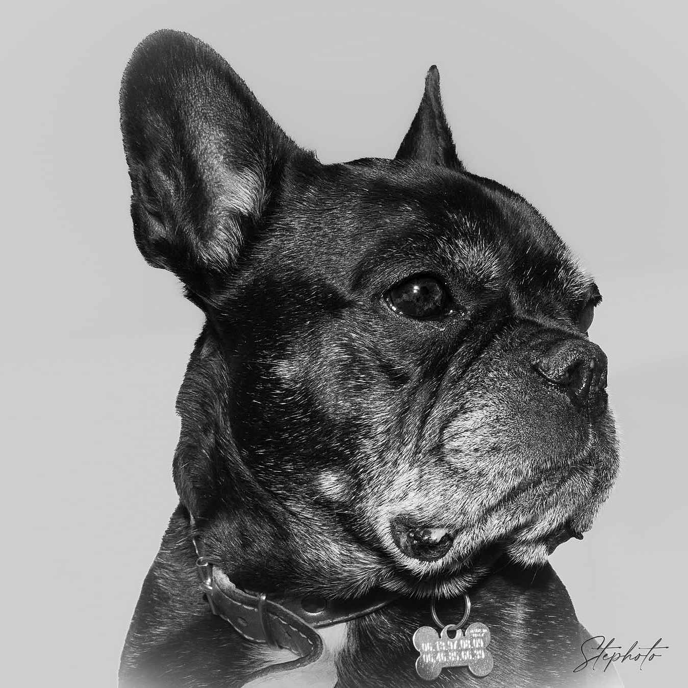 Molly participe au concours pour gagner de l'argent avec cette photo : animal, background, black_and_white, canine, close_up, collar, dog, domestic_animal, ears, expression, french_bulldog, fur, muzzle, pet, portrait, profile, side_view, studio, tag, whiskers