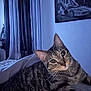 animal, bed, cat, cozy, curtains, ears, eyes, framed_picture, furniture, home, indoor, looking, night, pet, relaxed, resting, sports_car, striped, tabby, whiskers