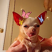 Tessie is registered to the contest to win money with this photo: dog, small_dog, chihuahua, tongue_out, hand, person, indoor, butterflies, digital_effects, ears, face, pet, cute, animal, holding, cozy, warm_lighting, furniture, skin, ring