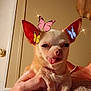 dog, small_dog, chihuahua, tongue_out, hand, person, indoor, butterflies, digital_effects, ears, face, pet, cute, animal, holding, cozy, warm_lighting, furniture, skin, ring