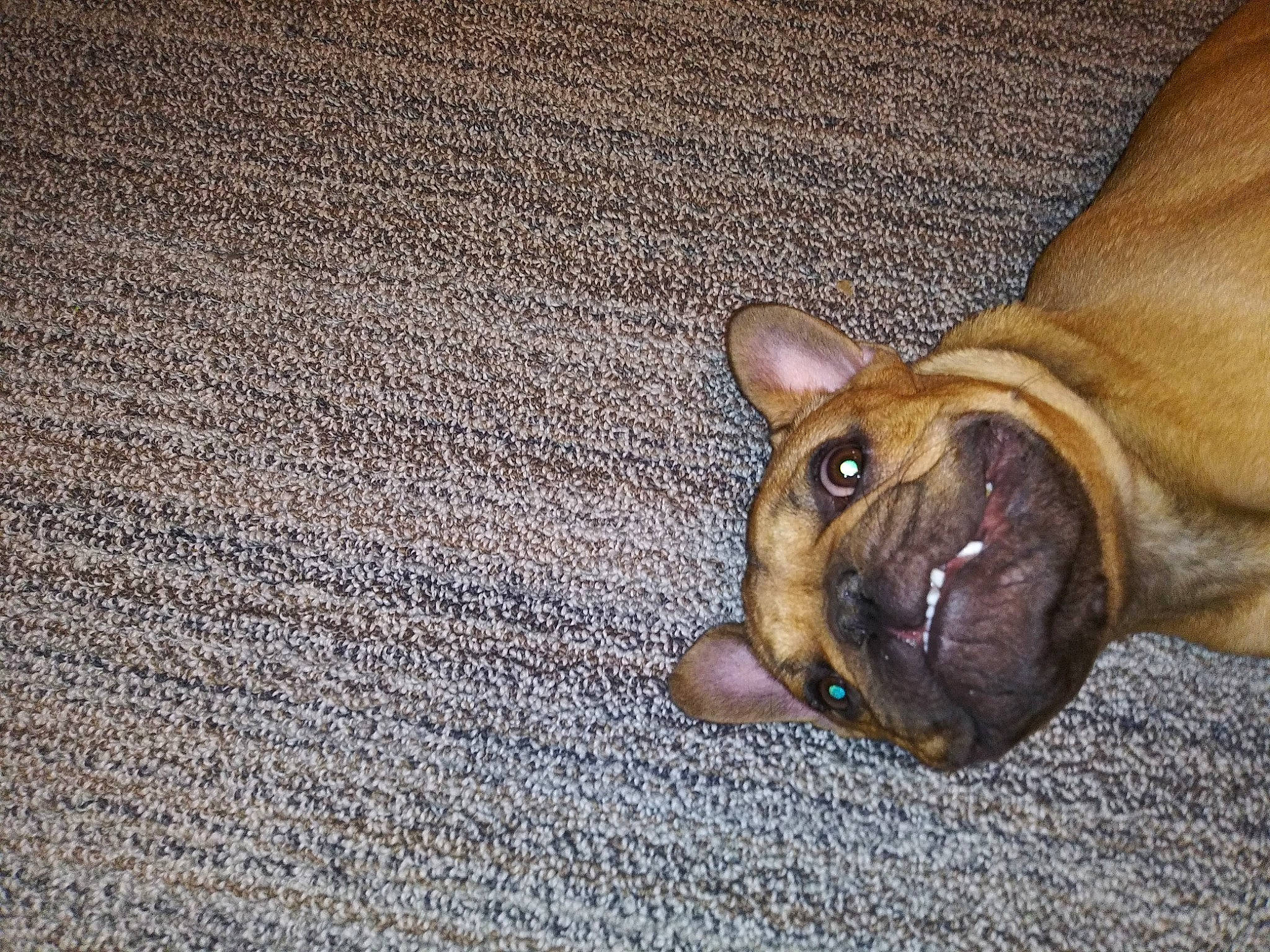 Winston joined the competition — help win amazing prizes! canidae, carnivore, dog, dog_breed, fawn, french_bulldog, mammal, non_sporting_group, old_english_bulldog, olde_english_bulldogge, paw, snout, vertebrate