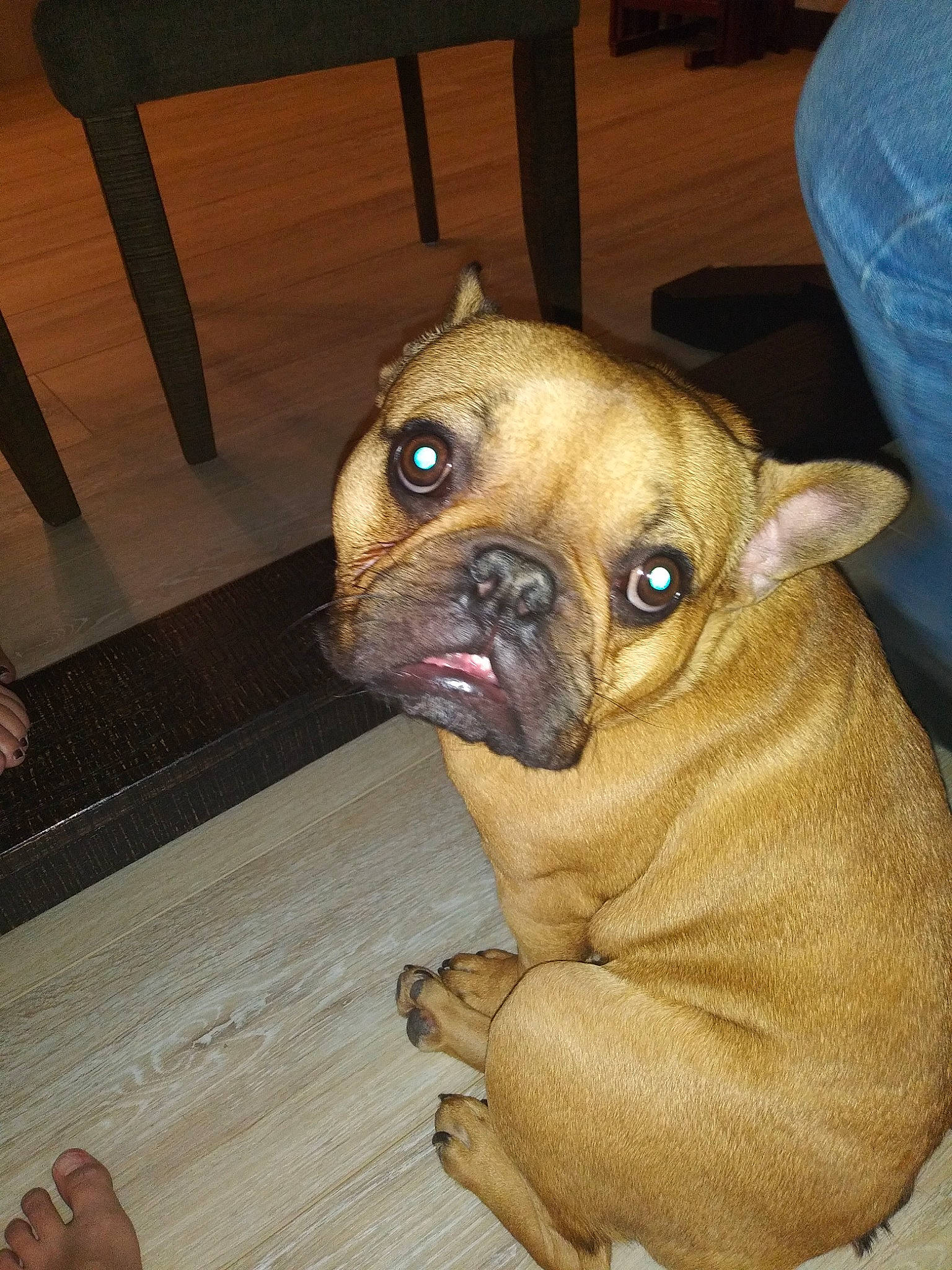 Winston joined the competition — help win amazing prizes! bulldog, canidae, carnivore, companion_dog, dog, dog_breed, fawn, french_bulldog, mammal, non_sporting_group, nose, old_english_bulldog, olde_english_bulldogge, pug, skin, snout, toy_bulldog, vertebrate, whiskers, wrinkle