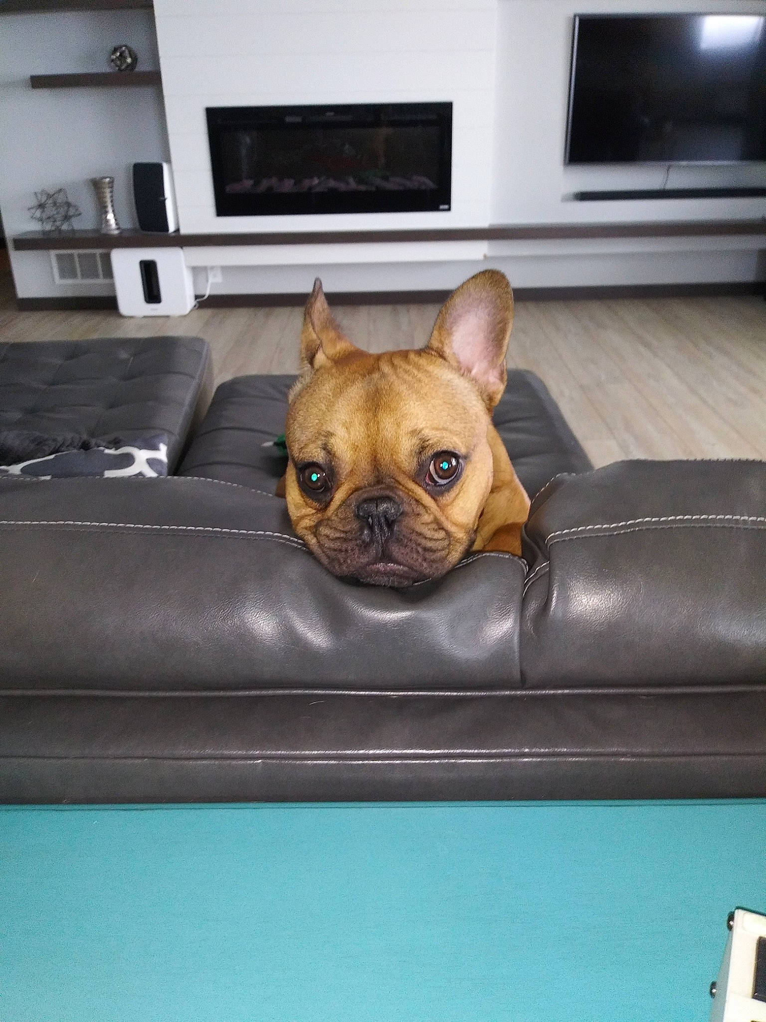 Winston is registered to the contest to win money with this photo: bulldog, canidae, carnivore, companion_dog, dog, dog_breed, fawn, french_bulldog, mammal, non_sporting_group, old_english_bulldog, olde_english_bulldogge, puppy, skin, snout, toy_bulldog, vertebrate