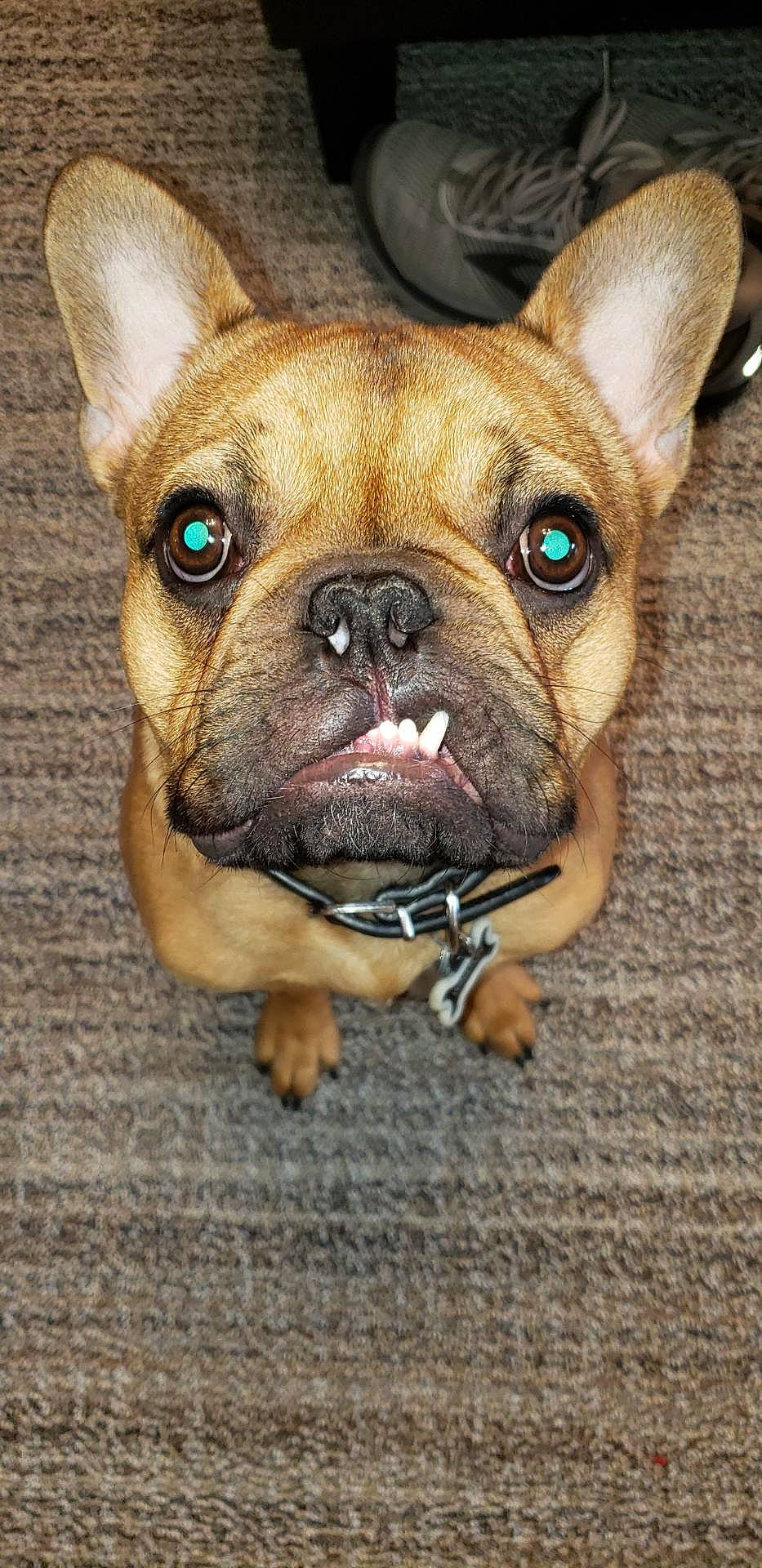 Winston is registered to the contest to win money with this photo: bulldog, canidae, carnivore, close_up, companion_dog, dog, dog_breed, fawn, french_bulldog, mammal, non_sporting_group, nose, pug, puppy, rare_breed_dog, skin, snout, toy_bulldog, vertebrate, whiskers