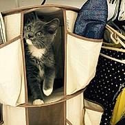 Daisy joined the competition — help win amazing prizes!