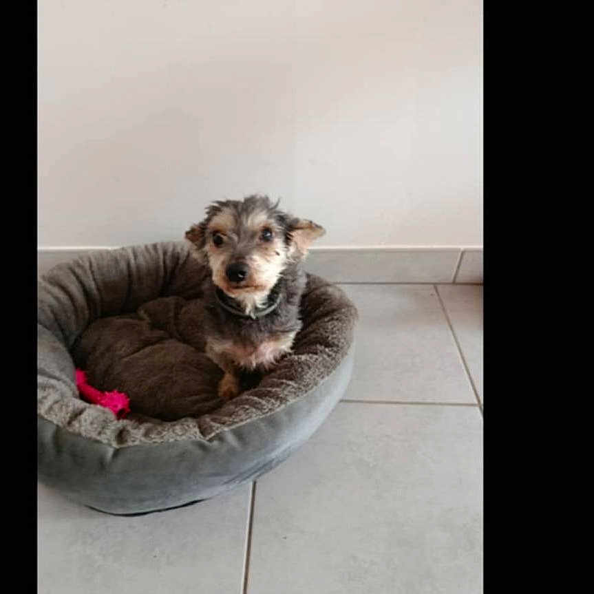 Junior participe au concours pour gagner de l'argent avec cette photo : animal, canine, cat, dog, dogbed, indoors, interiordesign, pet, puppy