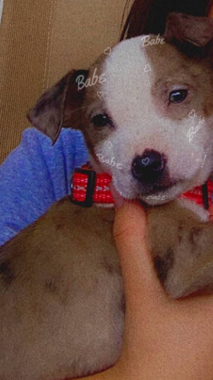 Bluey is registered to the contest to win money with this photo: canidae, carnivore, chihuahua, collar, companion_dog, couch, dog, dog_breed, dog_supply, fawn, fur, irishjacks, paw, puppy_love, snout, sporting_group, terrestrial_animal, toy_dog, whiskers, working_animal