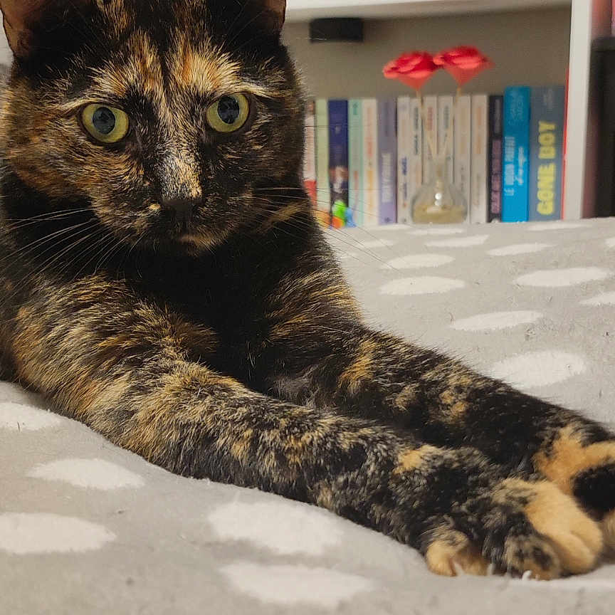 Nala participe au concours pour gagner de l'argent avec cette photo : animal, architecture, book, bookcase, building, cat, furniture, hardwood, indoors, interiordesign, lamp, library, livingroom, manx, pet, publication, room, shelf, table, wood