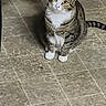 cat, tabby_cat, indoor, floor, tile_floor, curious, pet, animal, sitting, white_paws, yellow_eyes, chair_leg, domestic_cat, feline, looking_up, fur, whiskers, tail, household, cute