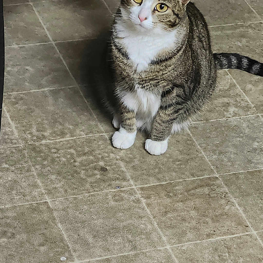 Kiro