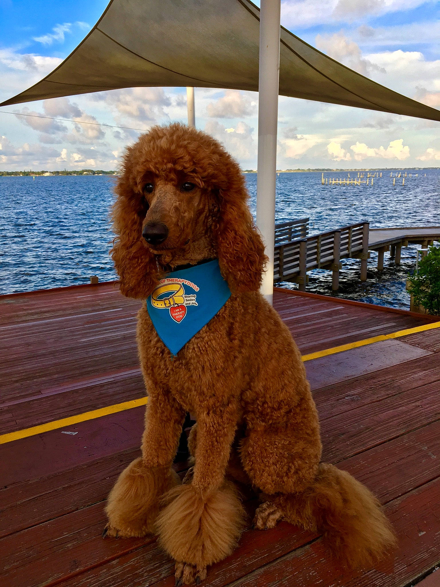 Sir Lance A Love joined the competition — help win amazing prizes! canidae, carnivore, companion_dog, dog, dog_breed, fawn, goldendoodle, irish_water_spaniel, mammal, miniature_poodle, non_sporting_group, poodle, poodle_crossbreed, sporting_group, standard_poodle, toy_dog, toy_poodle, water_dog
