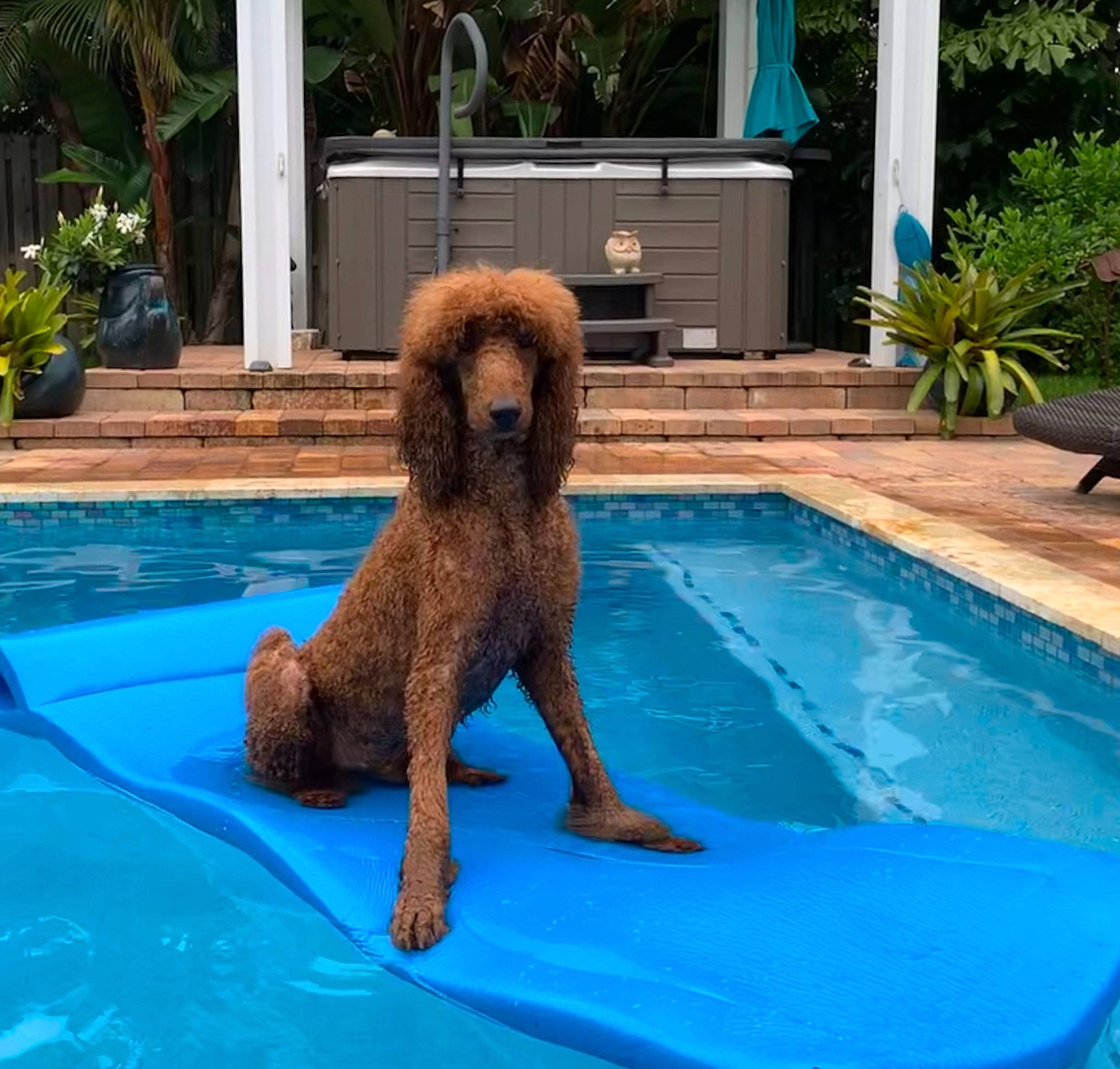 Sir Lance A Love is registered to the contest to win money with this photo: canidae, carnivore, companion_dog, dog, dog_breed, fawn, leisure, sporting_group, swimming_pool