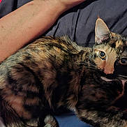 Lovely joined the competition — help win amazing prizes! cat, tortoiseshell, animal, pet, fur, whiskers, ear, eye, person, arm, skin, bed, blanket, red, black, blue, cozy, resting, closeup, indoor