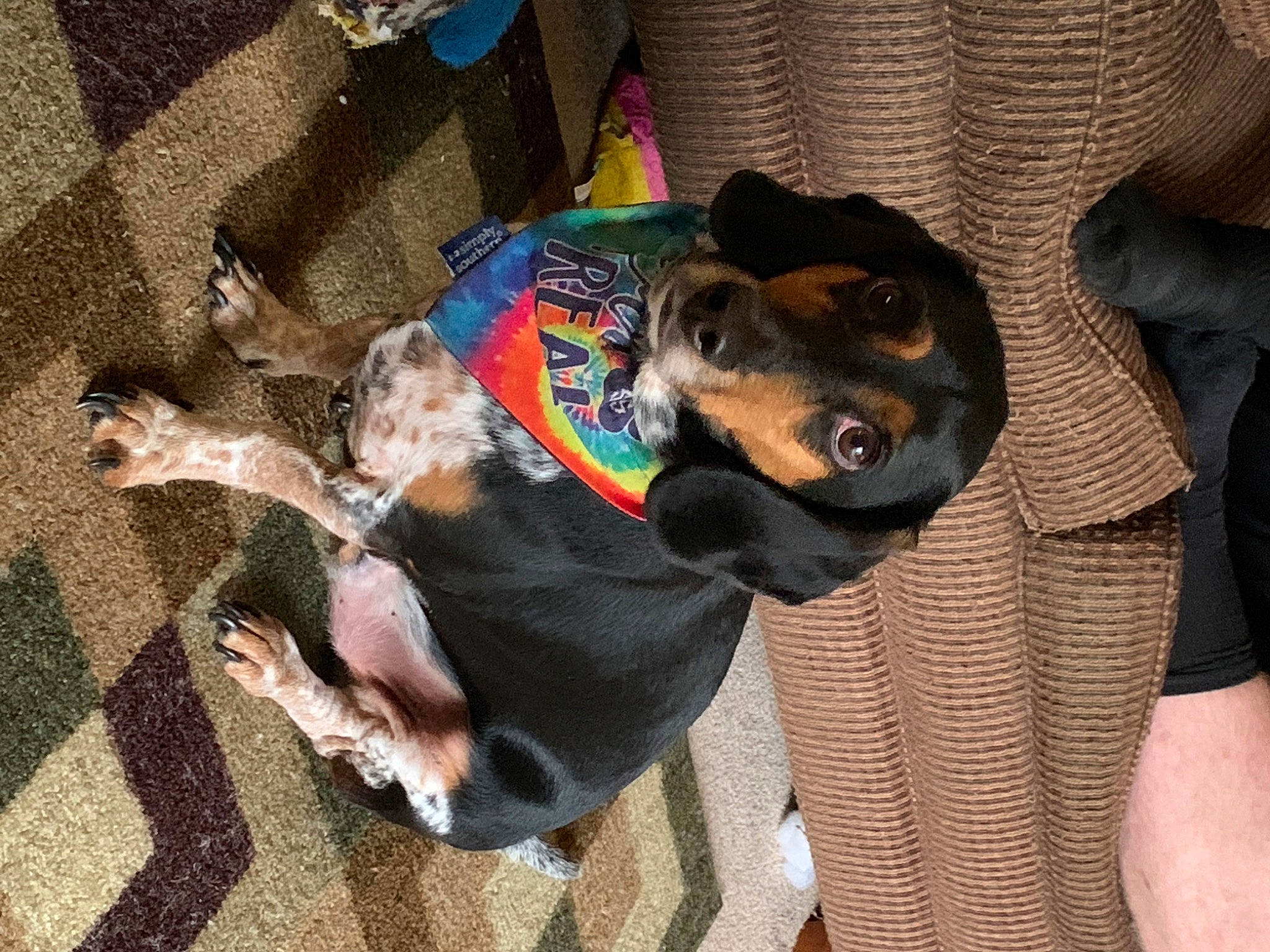 Bert joined the competition — help win amazing prizes! canidae, carnivore, collar, comfort, companion_dog, dog, dog_breed, dog_supply, fawn, guard_dog, hound, hunting_dog, montenegrin_mountain_hound, pet_supply, scent_hound, sharing, snout, sporting_group, working_animal, working_dog