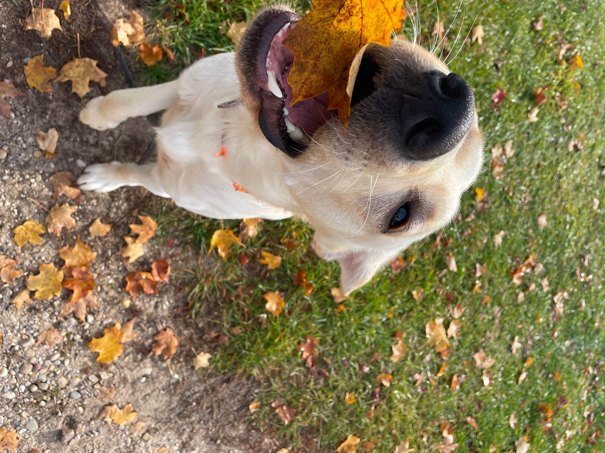 Bronlie joined the competition — help win amazing prizes! art, ball, carmine, carnivore, companion_dog, coquelicot, dog, dog_breed, fawn, football, fur, garden, grass, plant, soil, sporting_group, tail, terrestrial_animal, tree, working_animal