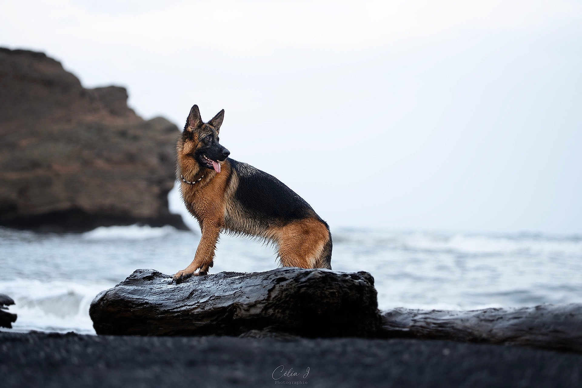 Bonnie a rejoint le concours — aidez-le/la à gagner de superbes lots ! dog, german_shepherd, animal, canine, log, ocean, water, rock, beach, shore, waves, outdoor, nature, pet, mammal, standing, tongue_out, ears_up, landscape, wildlife