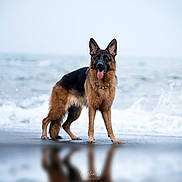Bonnie a rejoint le concours — aidez-le/la à gagner de superbes lots ! german_shepherd, dog, beach, ocean, water, wet, sand, animal, canine, outdoor, nature, reflection, fur, tongue_out, standing, playful, sky, waves, sea, pet