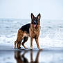 german_shepherd, dog, beach, ocean, water, wet, sand, animal, canine, outdoor, nature, reflection, fur, tongue_out, standing, playful, sky, waves, sea, pet