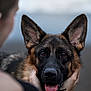 Bonnie a rejoint le concours — aidez-le/la à gagner de superbes lots ! dog, german_shepherd, animal, pet, portrait, close_up, outdoor, person, hands, tongue, ears, fur, face, looking_at_camera, blurred_background, nature, friendly, companion, canine, expression