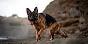 Bonnie participe au concours pour gagner de l'argent avec cette photo : german_shepherd, dog, canine, animal, outdoor, sand, rocky_background, tongue_out, fur, pet, mammal, walking, nature, portrait, alert, ears_up, brown, black, side_view, daylight