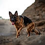 german_shepherd, dog, canine, animal, outdoor, sand, rocky_background, tongue_out, fur, pet, mammal, walking, nature, portrait, alert, ears_up, brown, black, side_view, daylight