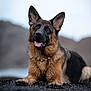 Bonnie a rejoint le concours — aidez-le/la à gagner de superbes lots ! dog, german_shepherd, animal, pet, outdoor, lying_down, ears_up, tongue_out, focused, fur, collar, nature, pebbles, portrait, canine, mammal, companion, alert, closeup, background_blur