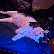 Duchess joined the competition — help win amazing prizes! cat, animal, pet, indoor, bed, blanket, fur, white, black, relaxed, lying_down, curious, blue_lighting, purple_lighting, cozy, feline, whiskers, ears, soft, domestic
