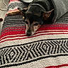 Harry is registered to the contest to win money with this photo: dog, blanket, bed, indoor, cozy, resting, patterned_blanket, brown, black, ears, floor, lamp, relaxed, animal, pet, lying_down, fur, comfort, home, quiet