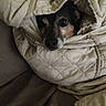 Harry joined the competition — help win amazing prizes! dog, blanket, quilt, fabric, snug, pet, animal, brown, beige, texture, cozy, indoor, couch, wrapped, cute, face, fur, resting, small_dog, comfort