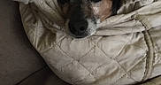 Harry joined the competition — help win amazing prizes! animal, black, blanket, brown, comfort, cozy, cute, dog, face, fur, hidden, indoors, pet, quilt, resting, sleepy, snug, soft, warm, wrapped