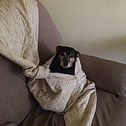 Harry joined the competition — help win amazing prizes! dog, quilt, blanket, couch, brown, beige, pet, cozy, indoor, wrapped, snug, fur, face, ears, animal, comfort, home, relax, cute, small_dog