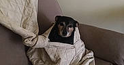 Harry joined the competition — help win amazing prizes! animal, beige, blanket, brown, calm, canine, comfort, couch, cozy, dog, fur, furniture, home, indoor, pet, quilt, relaxation, resting, snug, wrapped
