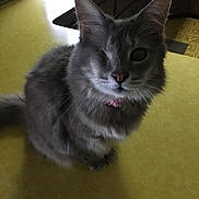 Monkey joined the competition — help win amazing prizes! animal, cat, collar, countertop, curious, cute, domestic_animal, feline, fluffy, fur, gray_cat, household, indoor, kitchen, one-eyed_cat, pet, portrait, sitting, table, whiskers