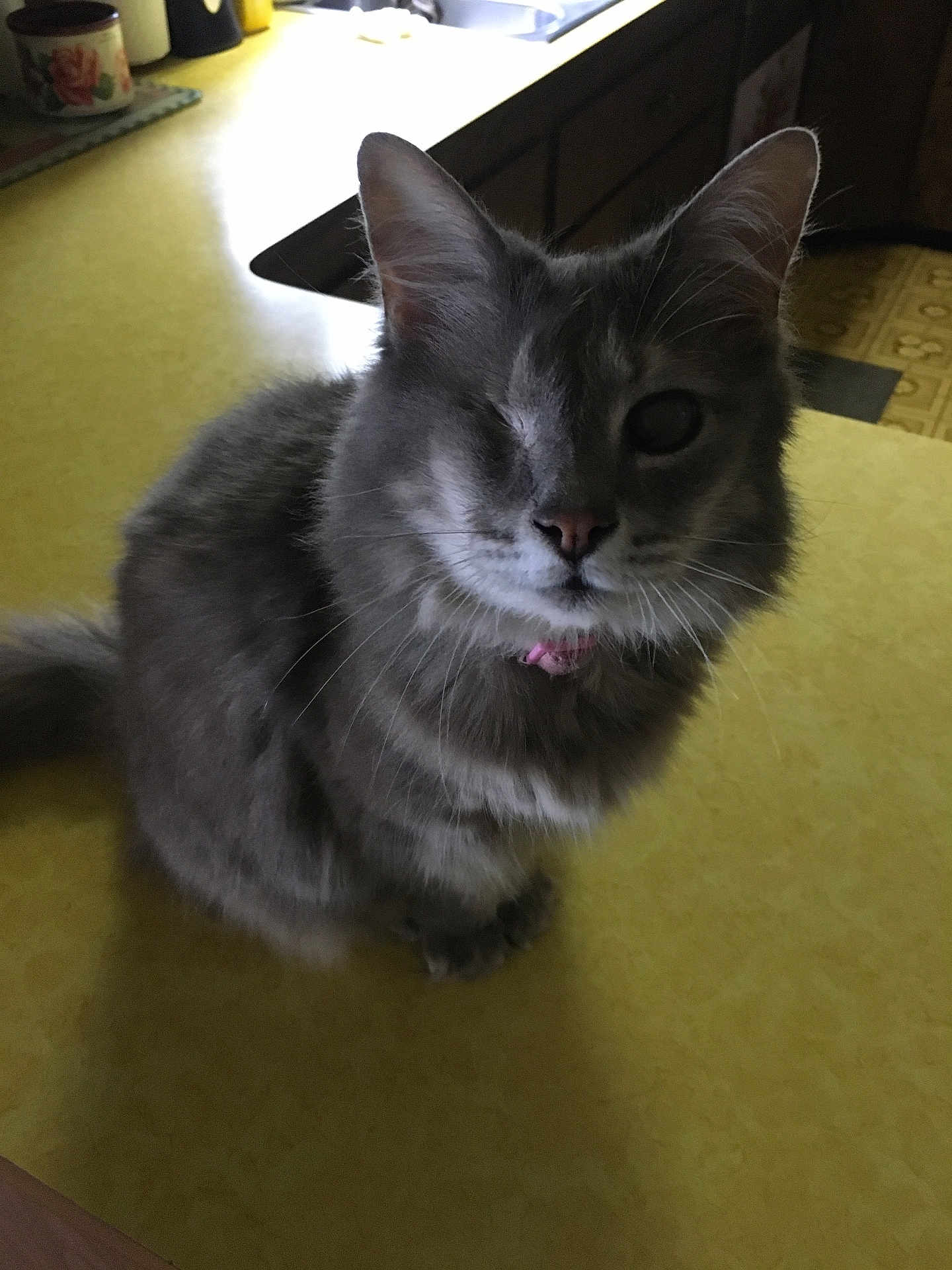 Monkey joined the competition — help win amazing prizes! animal, cat, collar, countertop, curious, cute, domestic_animal, feline, fluffy, fur, gray_cat, household, indoor, kitchen, one-eyed_cat, pet, portrait, sitting, table, whiskers