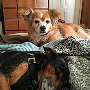 Oddy is registered to the contest to win money with this photo: dog, sleeping, resting, bed, blanket, indoor, cozy, furniture, wooden_dresser, pet, domestic_animal, canine, fur, black_and_tan, brown, relaxation, companion, household, calm, cute