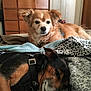 bed, black_and_tan, blanket, brown, calm, canine, companion, cozy, cute, dog, domestic_animal, fur, furniture, household, indoor, pet, relaxation, resting, sleeping, wooden_dresser