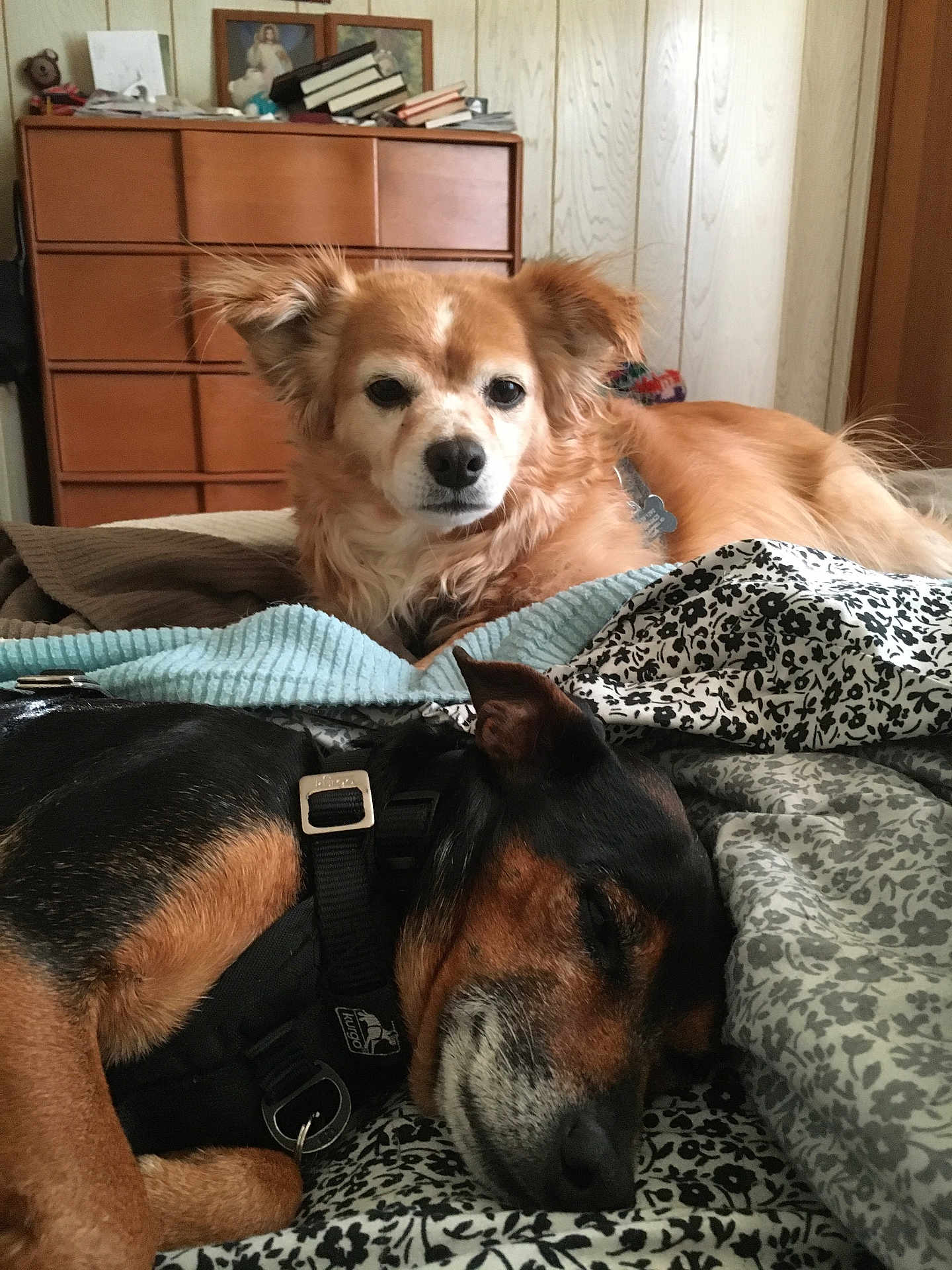 Oddy is registered to the contest to win money with this photo: dog, sleeping, resting, bed, blanket, indoor, cozy, furniture, wooden_dresser, pet, domestic_animal, canine, fur, black_and_tan, brown, relaxation, companion, household, calm, cute