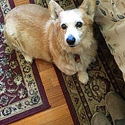 Sarah joined the competition — help win amazing prizes! dog, corgi, pet, indoor, carpet, rug, floor, wood_floor, slippers, curtain, fluffy, brown, white, looking_up, animal, domestic_animal, companion, cute, sitting, home