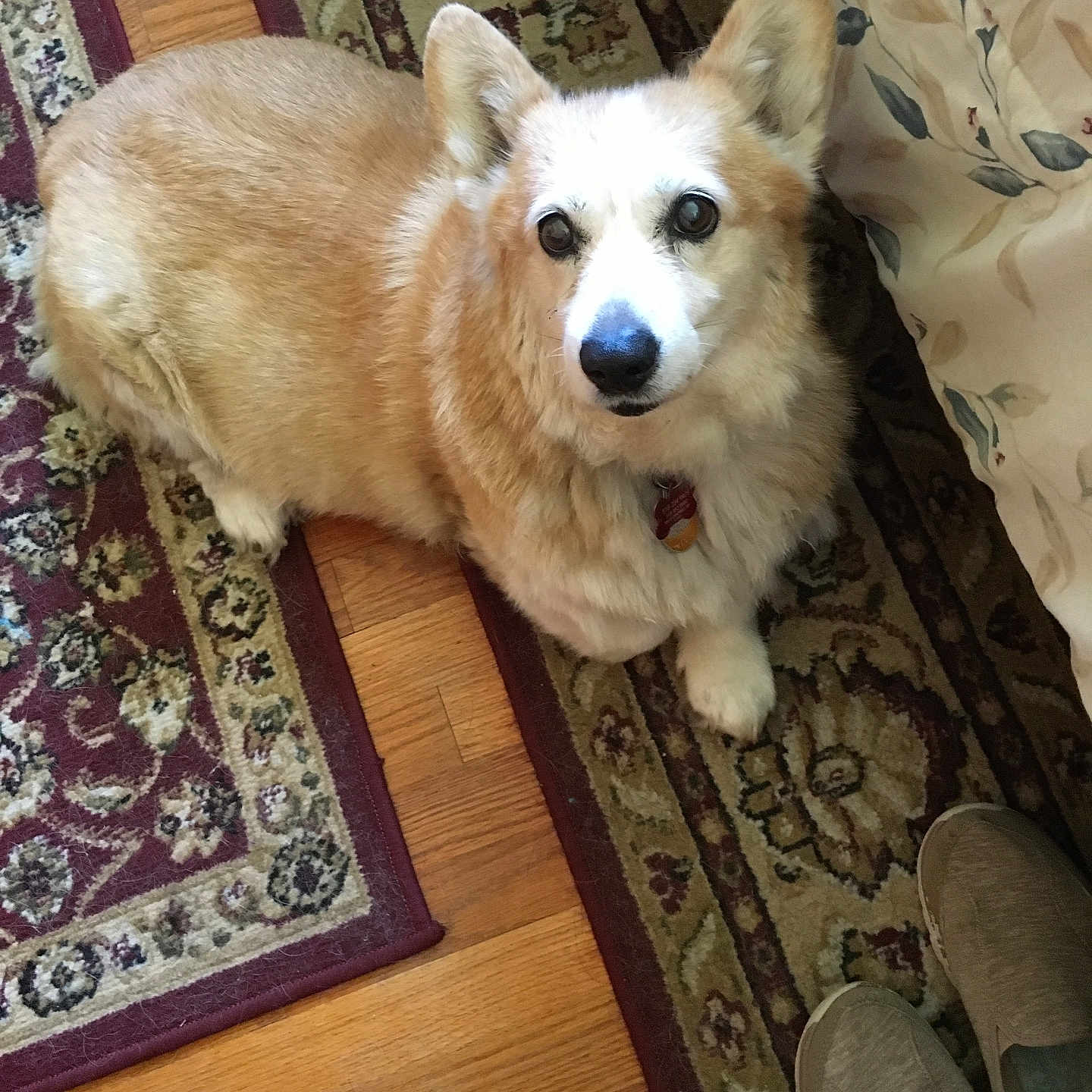 Sarah joined the competition — help win amazing prizes! animal, brown, carpet, companion, corgi, curtain, cute, dog, domestic_animal, floor, fluffy, home, indoor, looking_up, pet, rug, sitting, slippers, white, wood_floor